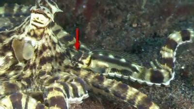 Fish mimics octopus that mimics fish .